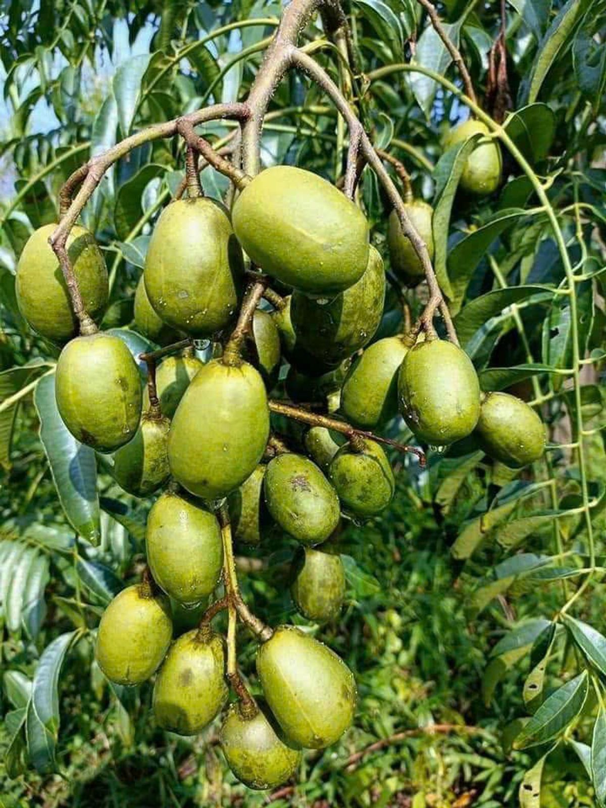Cóc Thái - Foodmap Fruits