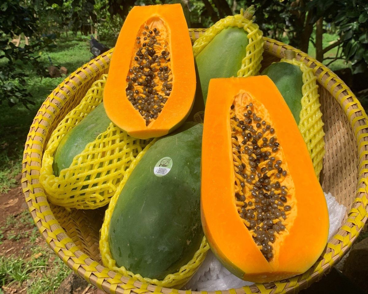 Đu Đủ Ruột Vàng - Foodmap Fruits
