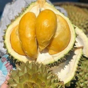 Cơm Sầu Thái Cấp Đông, Túi Hút Chân Không 500gr - Đặc Sản Ngon Lành